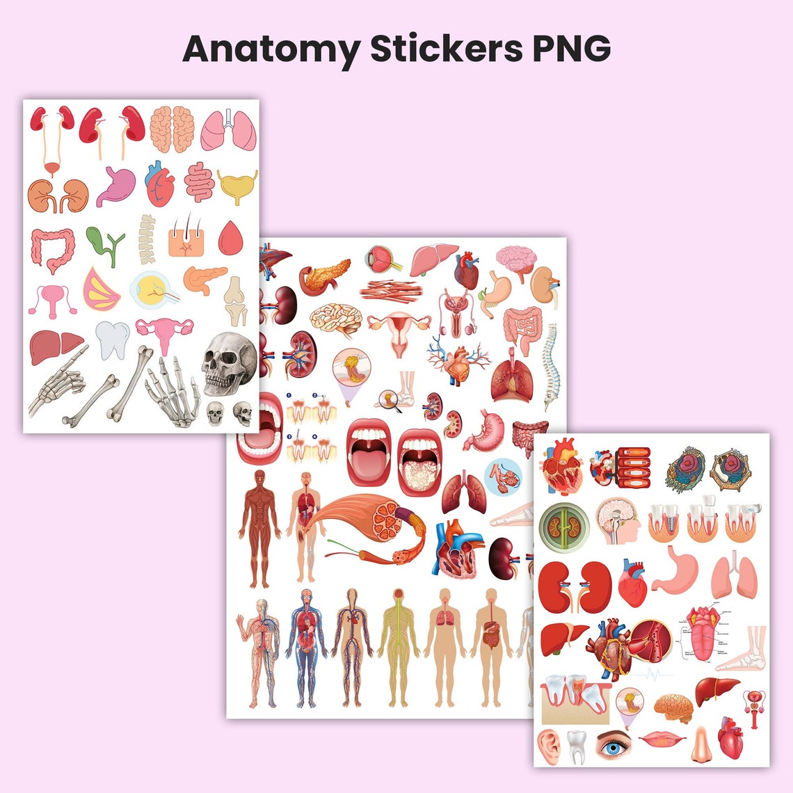 Biology & Anatomy Stickers Bundle, Biology Stickers for Goodnotes, Pre ...