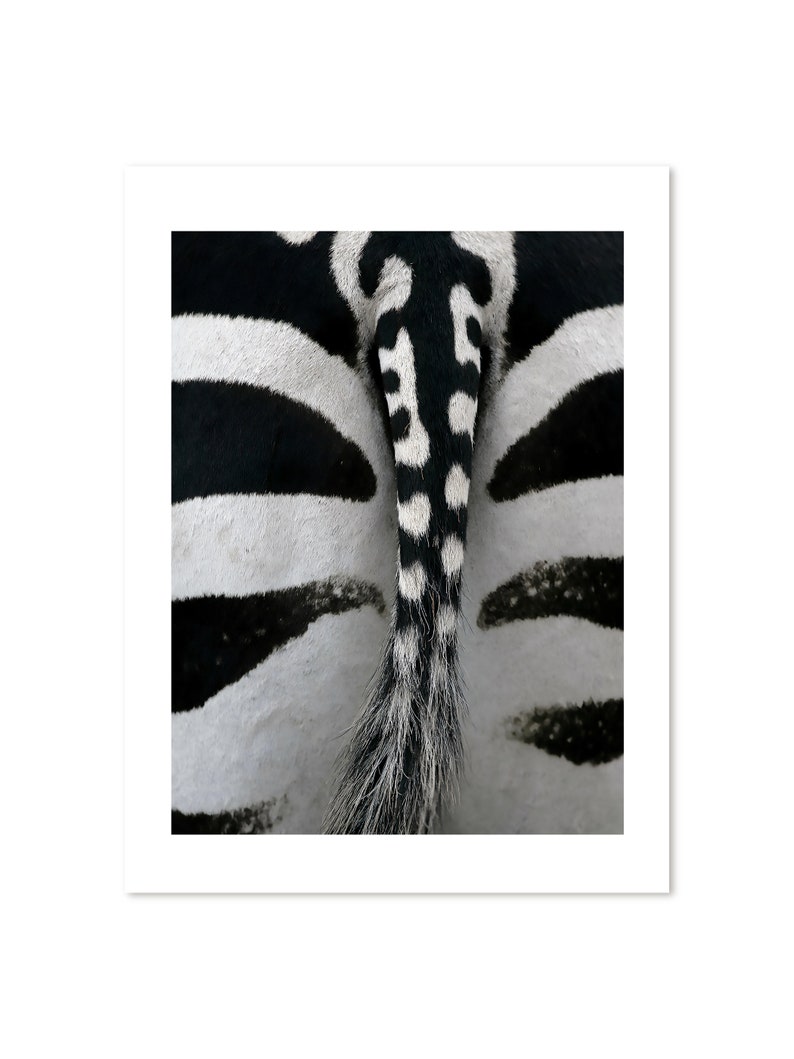 Zebra Animal Wall Prints Digital Download Bohemian Wall Decor Animal