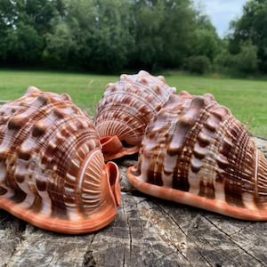 Bullmouth Helmet Seashell