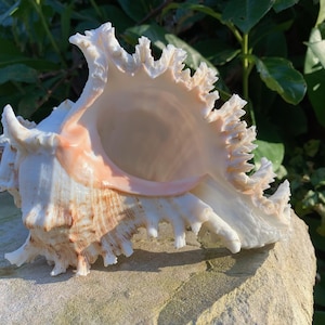 Murex Ramosus Seashell