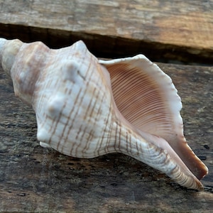Brown Cream Foxhead Seashell