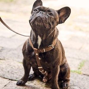Leather dog harness and leash, Custom leather dog harness, Handmade dog harness, Dog harness and leash set, Small dog harness set