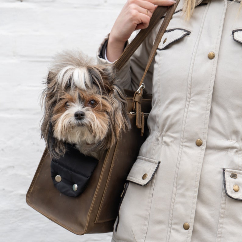 Pu&ograve; includere: Un piccolo trasportino per cani in pelle marrone con fodera in tessuto nero. Un piccolo cane bianco e marrone sporge dal trasportino.