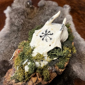 May include: A white animal skull with a black symbol drawn on it, surrounded by green moss and brown bark on a wooden base.