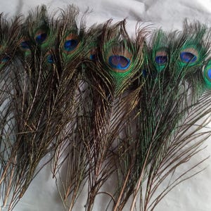 Lot of 15 Peacock Tail Feathers 12&quot;