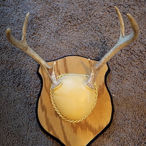 Vtg Professionally Mounted Six Point (6) White Tail Deer Antler Mount