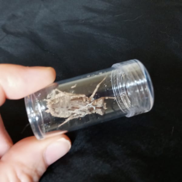Dragonfly Nymph Exoskeleton in a 2" Clear Specimen Vial Oddities and Curiousities