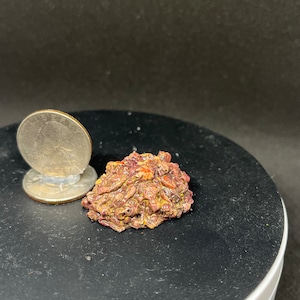 May include: A small, reddish-brown, coral-like object with a textured surface. The object is about the size of a US quarter.