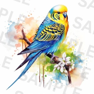 5 clipart de periquito, periquito aquarela, clipart aquarela para impressão, PNGs de alta qualidade, download instantâneo, pássaro exótico, álbum de recortes