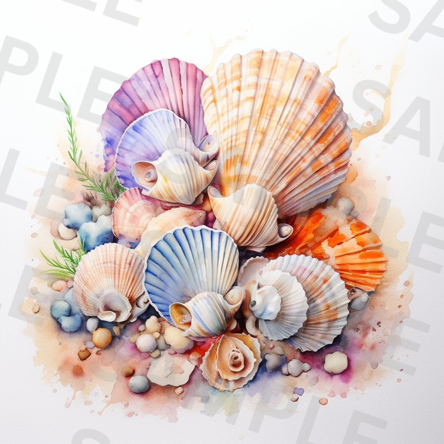 5 Beautiful Sea Shells Clipart, Seashell Clipart, Printable Watercolor ...
