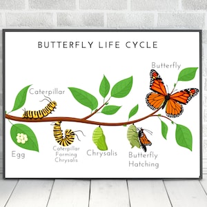 Cycle de vie d'une affiche de papillon, affiche de papillon, remplissez le blanc, affiche éducative, décor de mur de salle de classe, TÉLÉCHARGEMENT NUMÉRIQUE