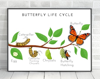 Life Cycle of a Butterfly Poster, Butterfly Poster, Fill in the Blank, Educational Poster, Classroom Wall Decor, DIGITAL DOWNLOAD