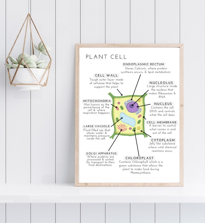 Plant Cell Print, Educational Prints, Nature Prints, Montessori Wall ...