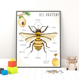Bee Anatomy Poster, Educational Prints, Educational Poster, Classroom Wall Art, DIGITAL DOWNLOAD