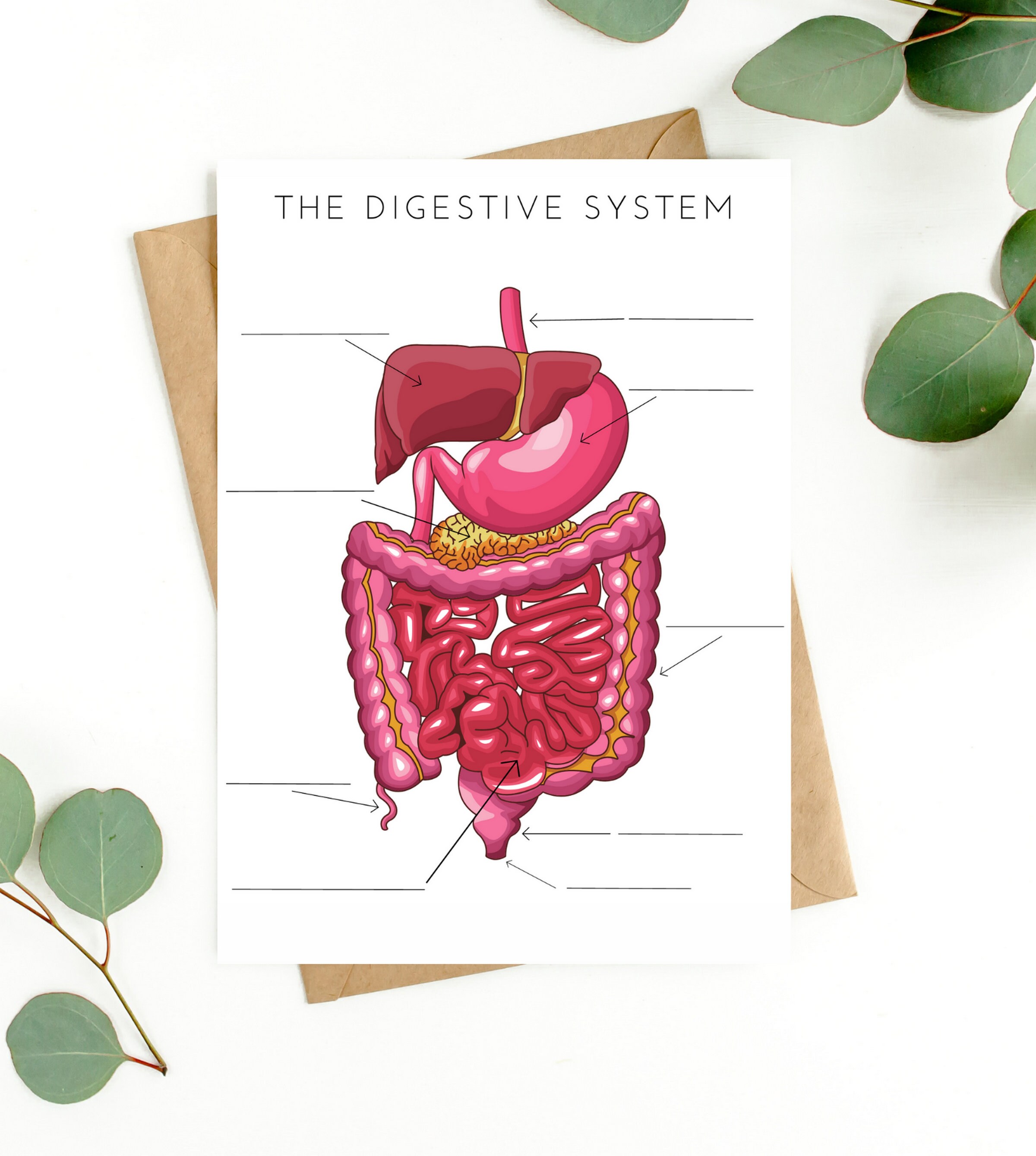 Digestive System Anatomy Poster, Fill in the Blank, Educational Posters ...