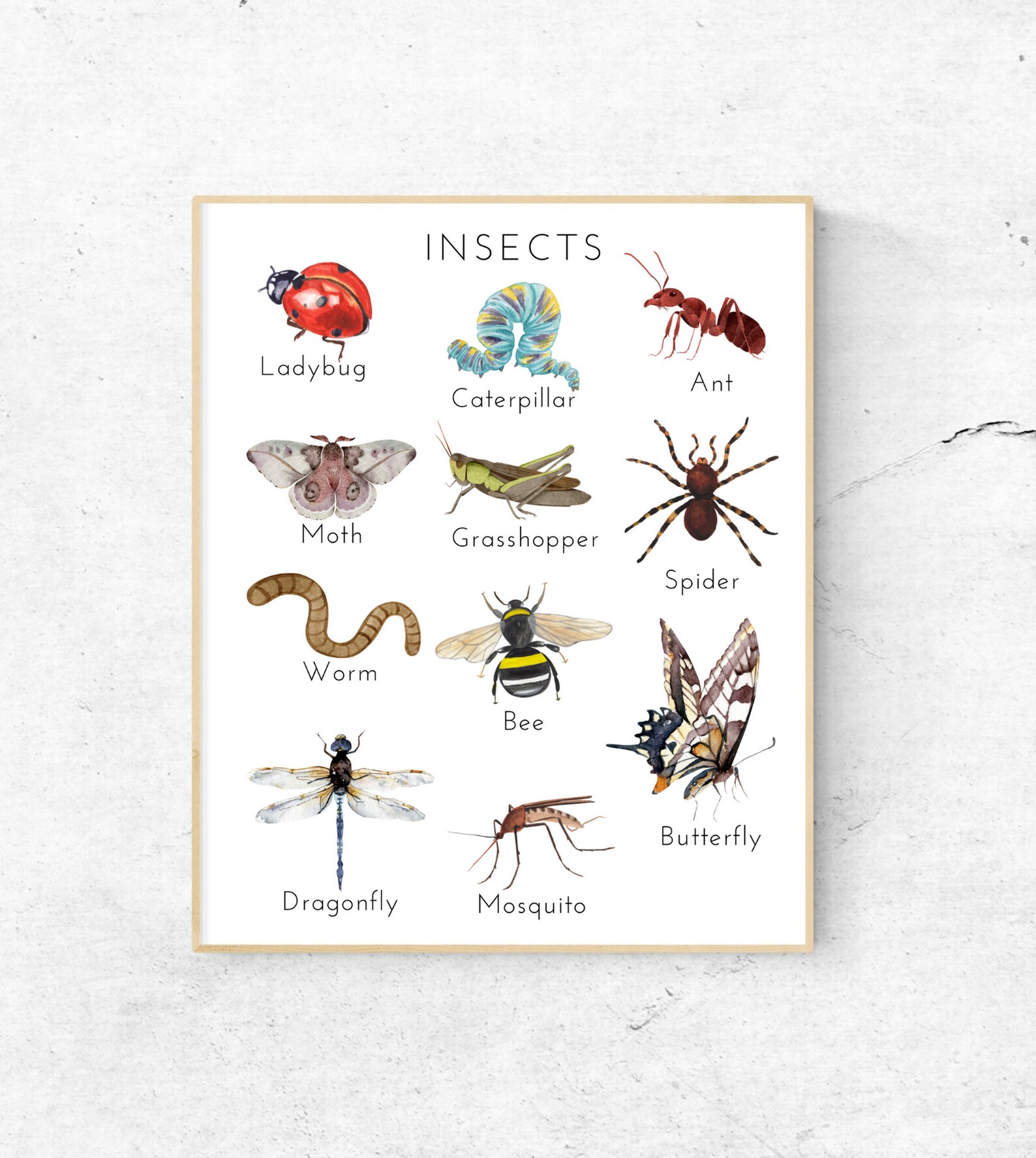Insect Poster, Educational Poster, Montessori Poster, Homeschool ...