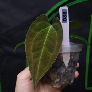 Anthurium Indo Dressleri X Besseae AFF #088 - Etsy