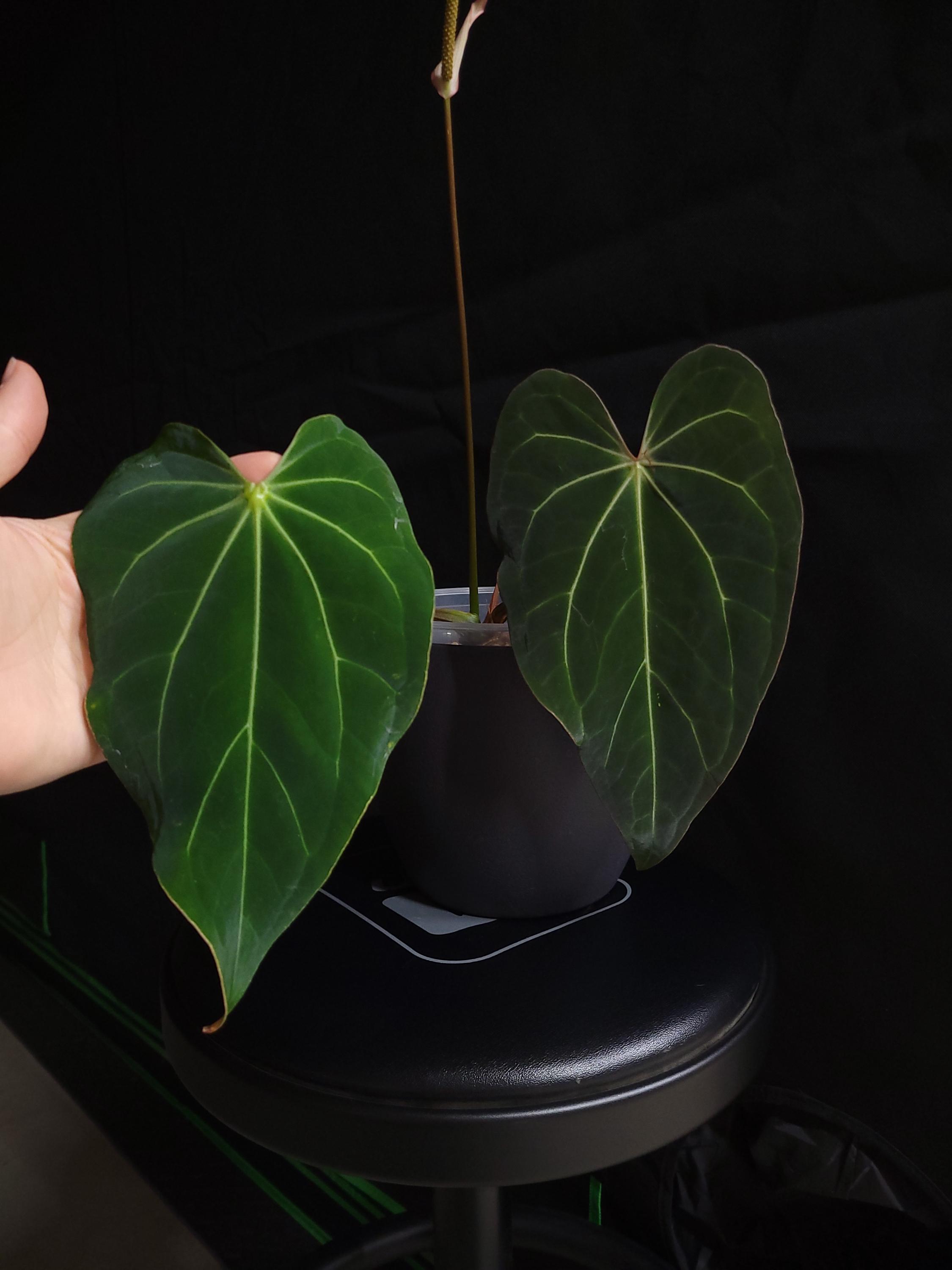 Anthurium Soul Reaper - Etsy