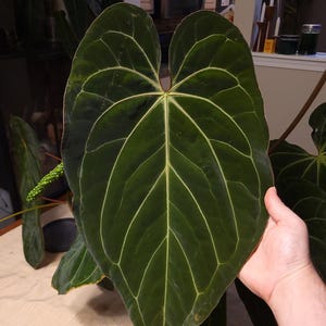 May include: Close-up of a large, dark green leaf with prominent white veins. The leaf is held by a hand, showcasing its size and texture. The plant appears to be a tropical species, possibly an Anthurium.