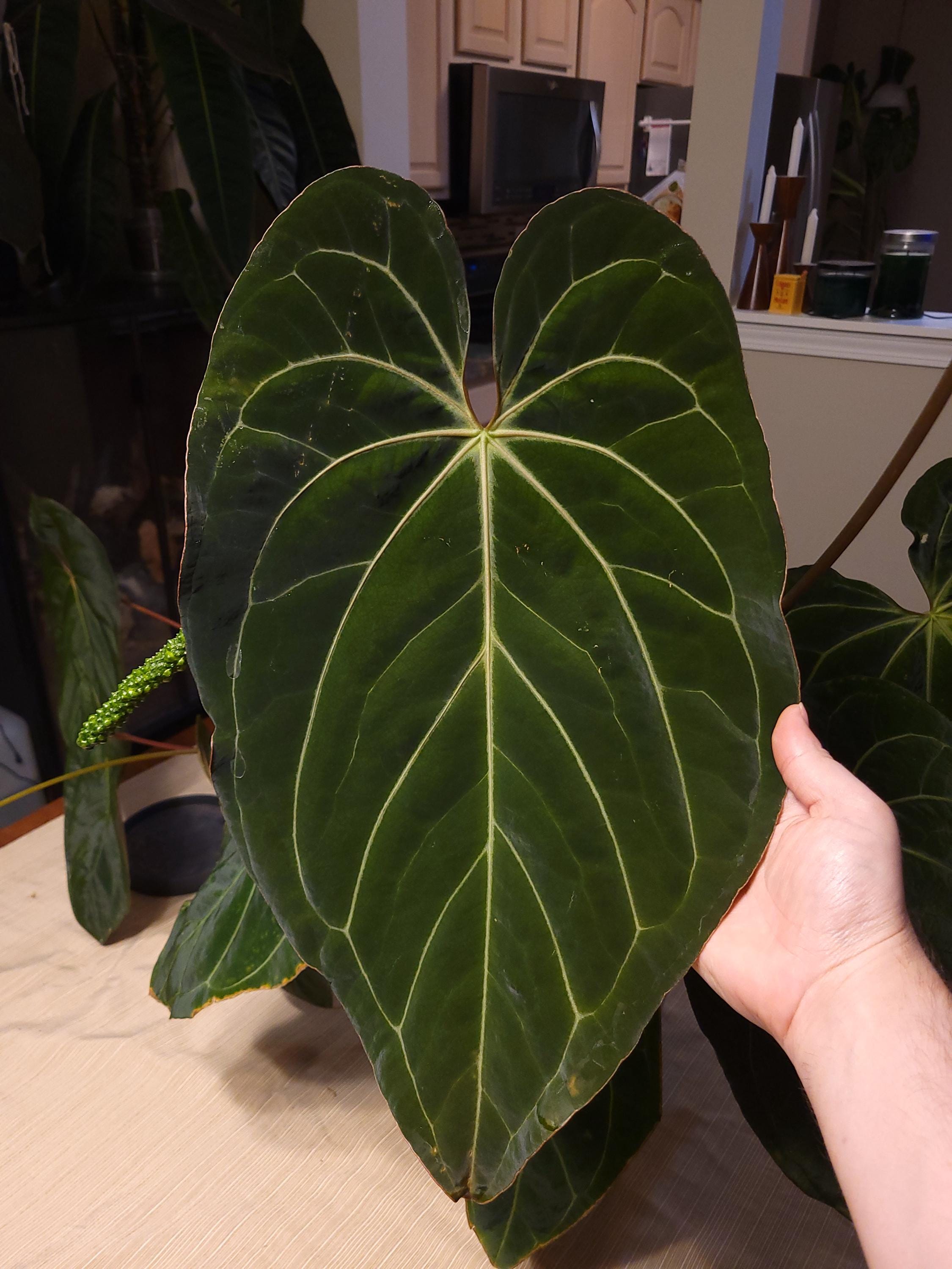 Anthurium Portillae X - Etsy