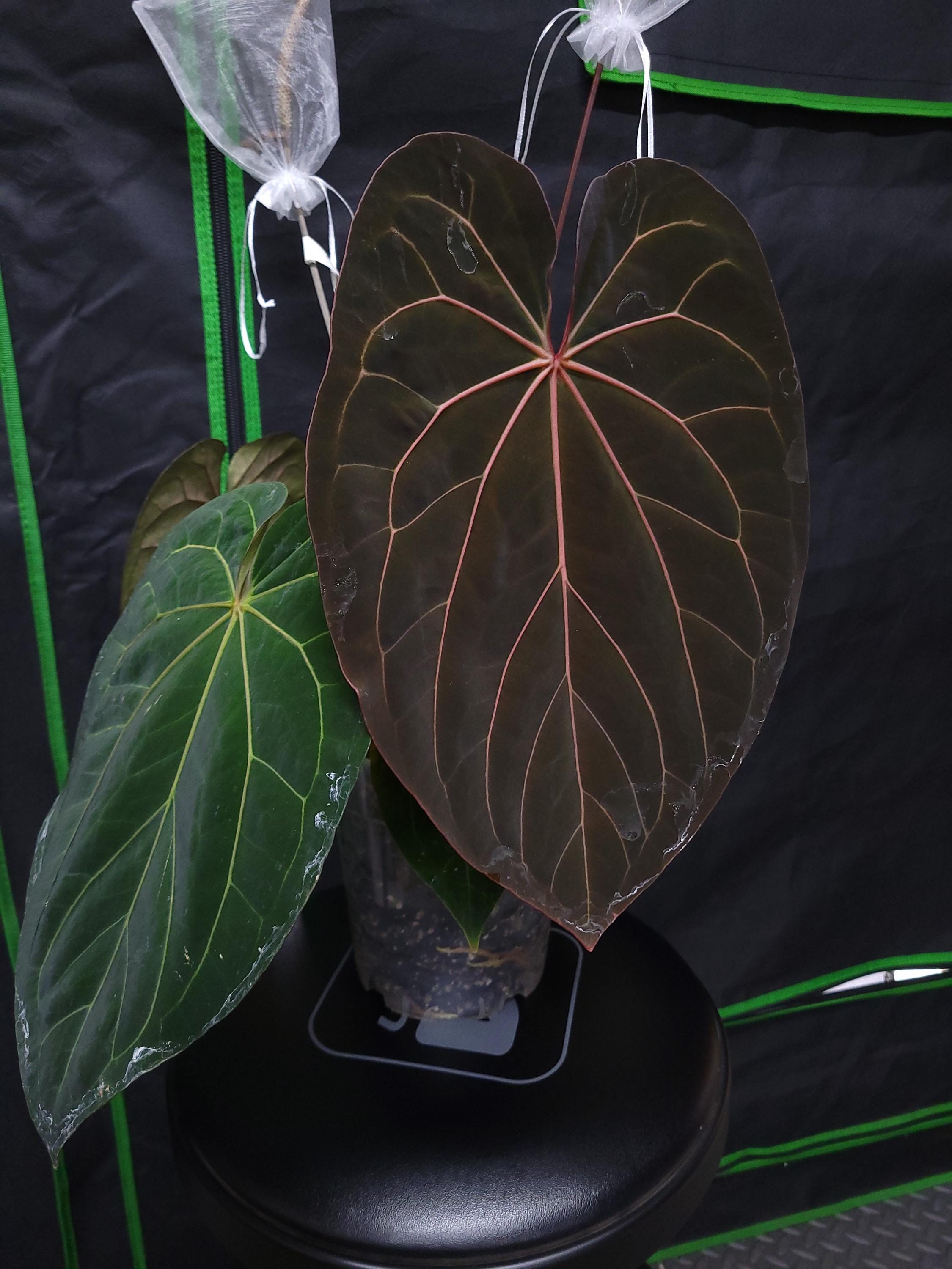 Anthurium Soul Reaper - Etsy