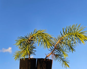 Chihuahuan Spruce Tree Seedling Plug (Picea Chihuahana) 4-7", Rare Tree, Blue Evergreen Foliage, Pre Bonsai, Deer/Heat Resistant Conifer
