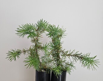 Douglas Fir Tree Seedling Plug (Pseudotsuga menziesii), 6" Tall, Fast Growing Evergreen, Pre Bonsai, Live Conifer Sapling