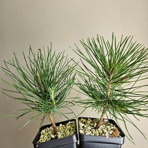 Japanese Black Pine Seedling (Pinus Thunbergii), Live Tree Seedlings, Pre Bonsai, Fast Growing Ornamental Evergreen Conifer Gardening