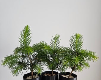 Oriental Spruce Tree Seedling Plug (Picea Orientalis), 4-5", Caucasian Spruce, Fast Growing Evergreen, Pre Bonsai, Live Tree Sapling