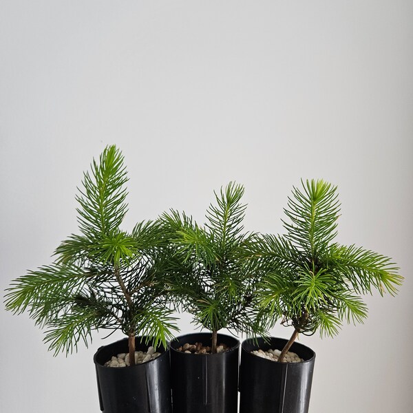Oriental Spruce Tree Seedling Plug (Picea Orientalis), 4-5", Caucasian Spruce, Fast Growing Evergreen, Pre Bonsai, Live Tree Sapling