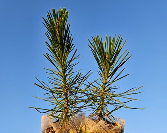 Japanese Black Pine Live Tree Seedling (Pinus Thunbergii) Perfect for starting Bonsai, 1 year old, Pre-Bonsai, Grown in biodegradable bag