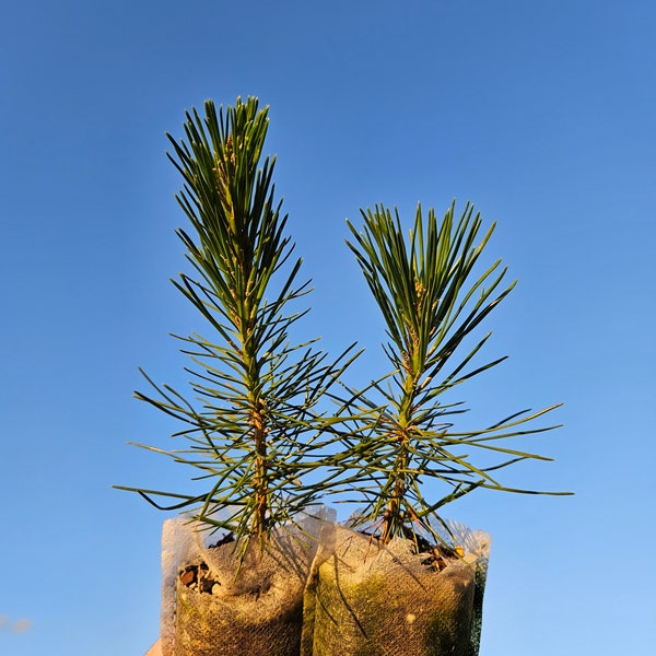 Japanese Black Pine Seedling (Pinus Thunbergii), Live Tree Seedlings, Pre Bonsai, Fast Growing Ornamental Evergreen Conifer Gardening