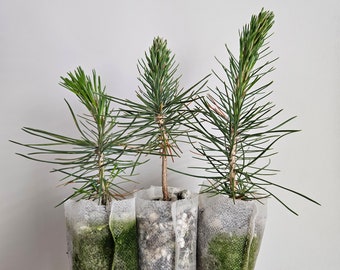 Japanese Black Pine Live Tree Seedling (Pinus Thunbergii). Perfect for starting Bonsai. 1 year old. Pre-Bonsai. Grown in biodegradable bag