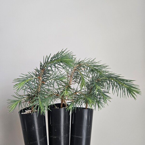 Chihuahuan Spruce Tree Seedling Plug (Picea Chihuahana) 4-7", Rare Tree, Blue Evergreen Foliage, Pre Bonsai, Deer/Heat Resistant Conifer