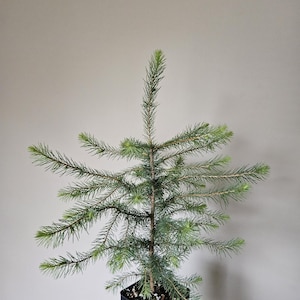 Serbian Spruce Tree Seedling (Picea Omorika), Evergreen Cold Tolerant Fast Growing Tree, Pre Bonsai, Ornamental Evergreen Gardening