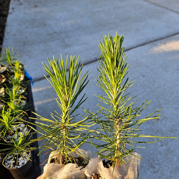 Japanese Black Pine Seedling (Pinus Thunbergii), Live Tree Seedlings, Pre Bonsai, Fast Growing Ornamental Evergreen Conifer Gardening