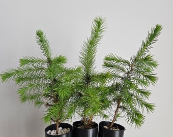 Black Spruce Tree Seedling Plug (Picea Mariana), 7 - 8", Cold Tolerant Fast Growing Tree, Pre Bonsai, Ornamental Evergreen Gardening Healthy