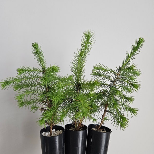 Black Spruce Tree Seedling Plug (Picea Mariana), 7 - 8", Cold Tolerant Fast Growing Tree, Pre Bonsai, Ornamental Evergreen Gardening Healthy