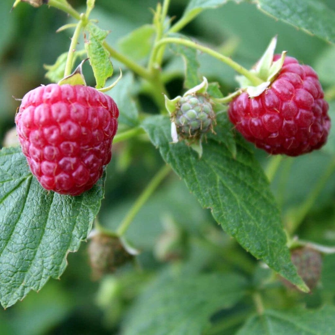Rooted Raspberry On Cane 5 X Nova Raspberry Bare Root Canes - USDA Zone 3-8 - Etsy