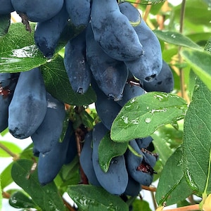 May include: Close-up of a cluster of dark blue, elongated berries, possibly honeysuckle, hanging from a green leafy branch. The berries are covered in a light bloom, and water droplets are visible on the leaves.