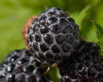 25 Black Raspberry Plants 'Cumberland' - Bare Root Starter Bushes