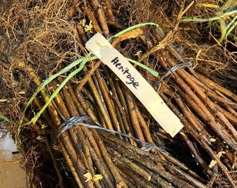 20 x Heritage Raspberry Plants - Bare Root Starter - Everbearing