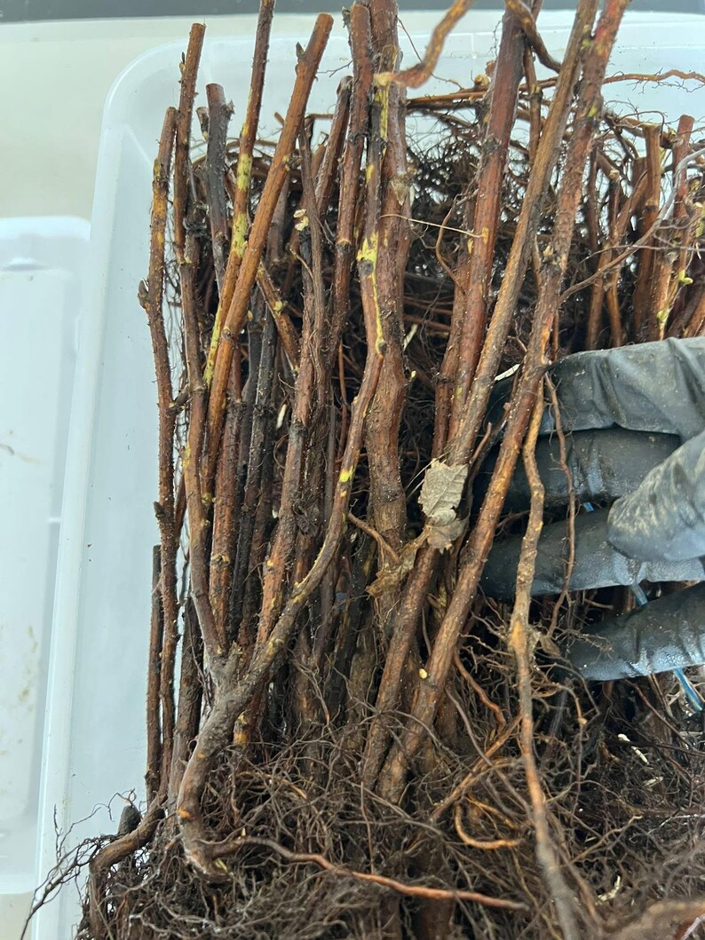 Raspberry Cane Roots Nova Raspberry Bare Root Plants (7 Pack) - USDA Zone 3-8 - Etsy
