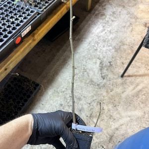 May include: A small potted plant labeled "PETITE NIGRI" is held by a gloved hand. The plant has a thin, brown stem with a few small branches. The background includes a wooden shelf with other plants and a blue container.