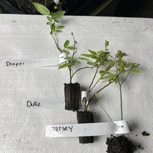 May include: Three small plants with green leaves and white labels that read "Draper", "Duke", and "Jersey". The plants are in small soil containers. The background is a white surface.