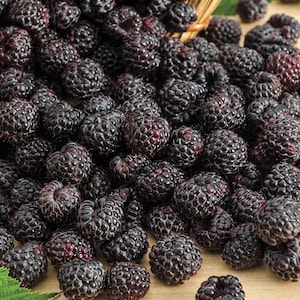 10 Black Raspberry Plants 'Cumberland' - Bare Root Starter Bushes