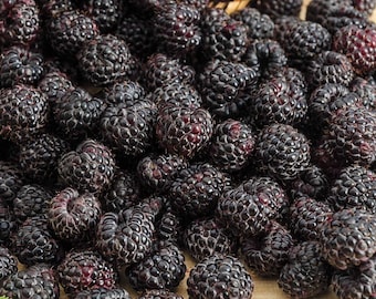 10 Black Raspberry Plants 'Cumberland' - Bare Root Starter Bushes