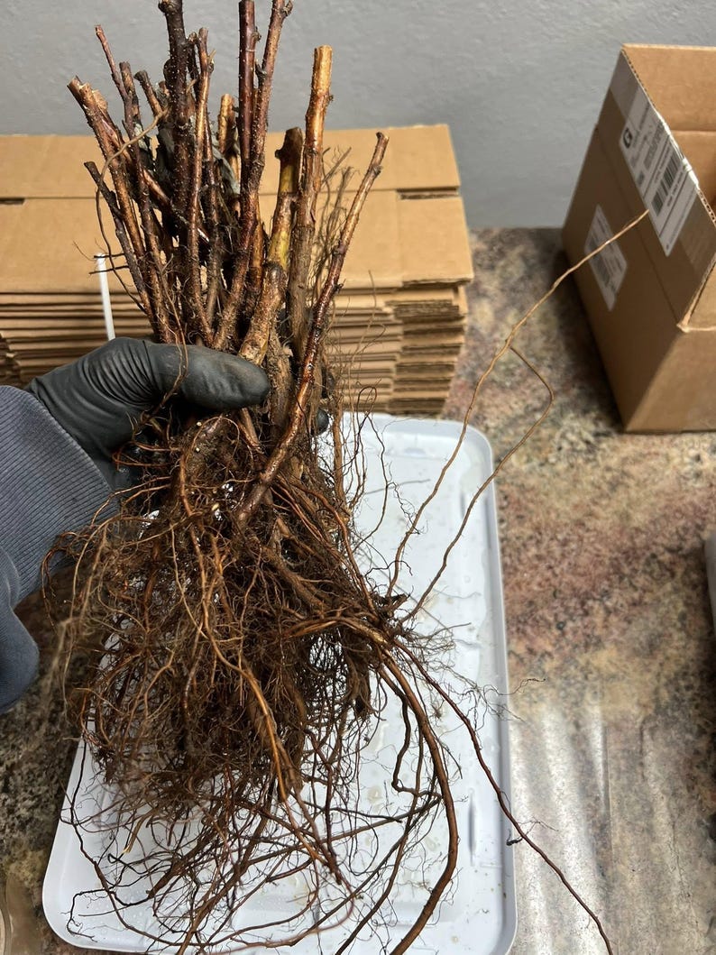 Rooted Raspberry On Cane 5 X Nova Raspberry Bare Root Canes - USDA Zone 3-8 - Etsy