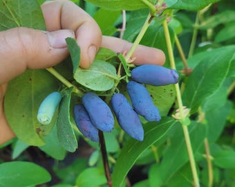 6 Different Haskap (honeyberry) Varieties - Boreal Beauty + Aurora + Indigo Gem + Blizzard  + Indigo Treat + Beast