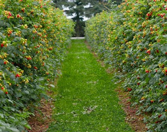 10 x Heritage Raspberry Plants - Bare Root Starter - Everbearing